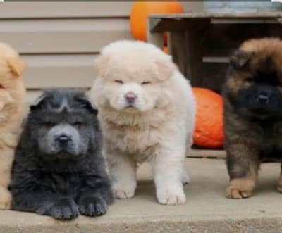 Pure Chow Chow | Male & Female Puppies _Imported Chow Chow