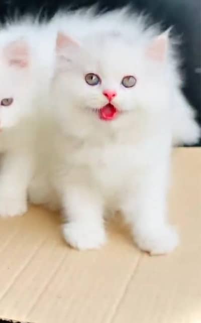 (Persian female kitten) (for sale all) (Pakistan delivery available)