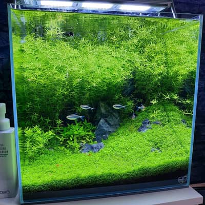 aquarium sand, plants, planted soil, shrimps, fishes at wholesale rate