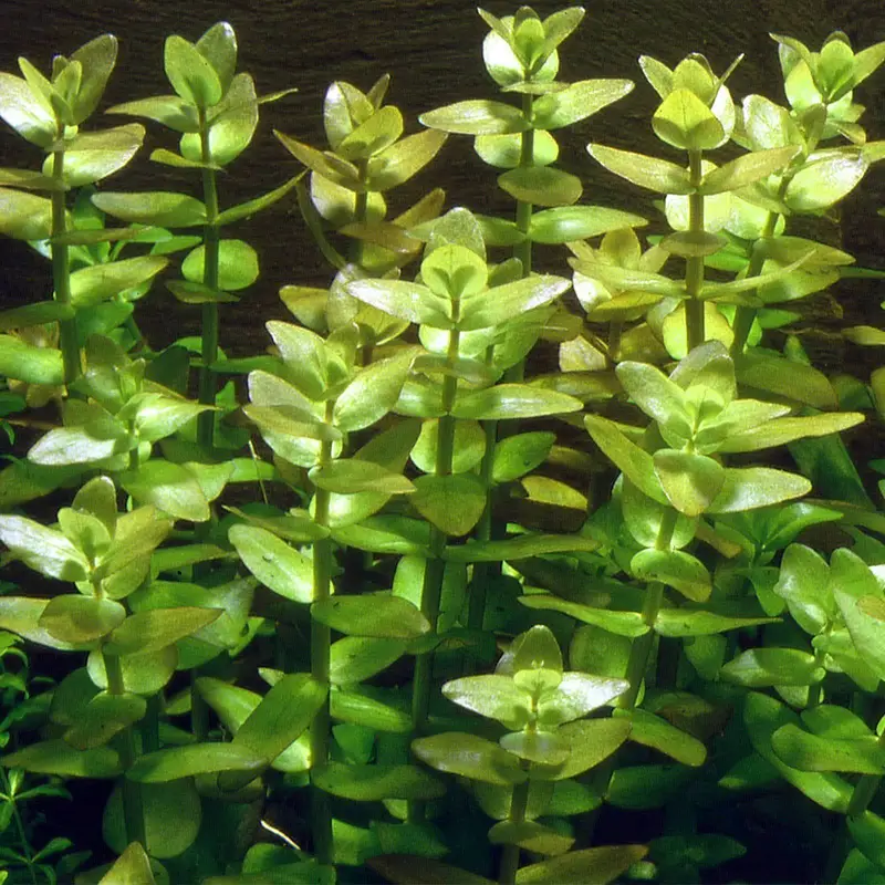 aquarium sand, plants, planted soil, shrimps, fishes at wholesale rate — photo 2