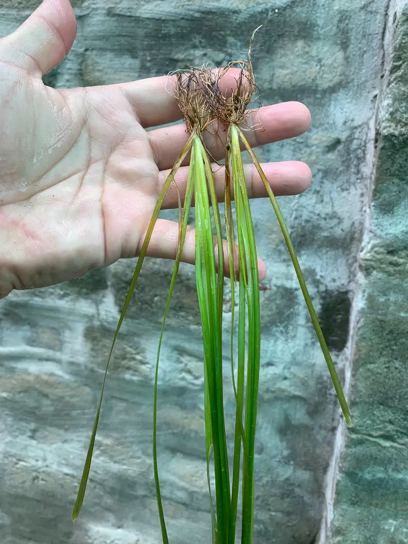aquarium sand, plants, planted soil, shrimps, fishes at wholesale rate — photo 3