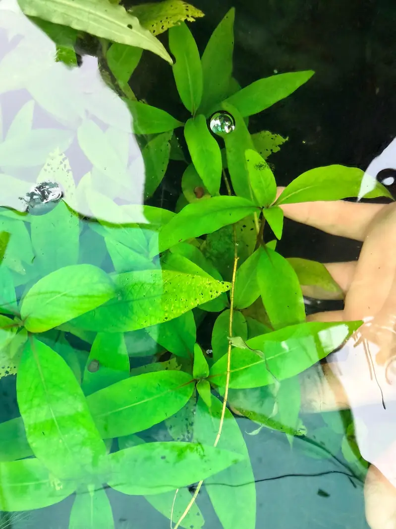 aquarium sand, plants, planted soil, shrimps, fishes at wholesale rate — photo 4