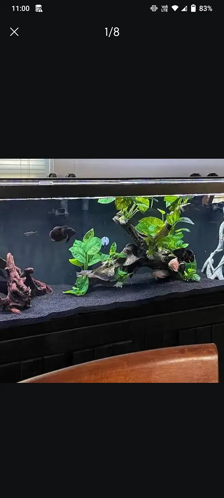 aquarium sand, plants, planted soil, shrimps, fishes at wholesale rate — photo 5