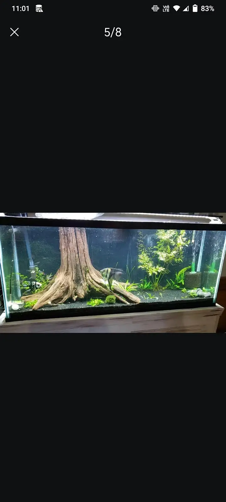 aquarium sand, plants, planted soil, shrimps, fishes at wholesale rate — photo 6