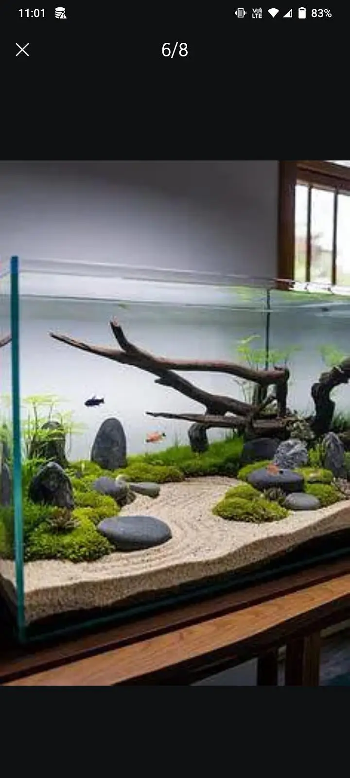 aquarium sand, plants, planted soil, shrimps, fishes at wholesale rate — photo 7