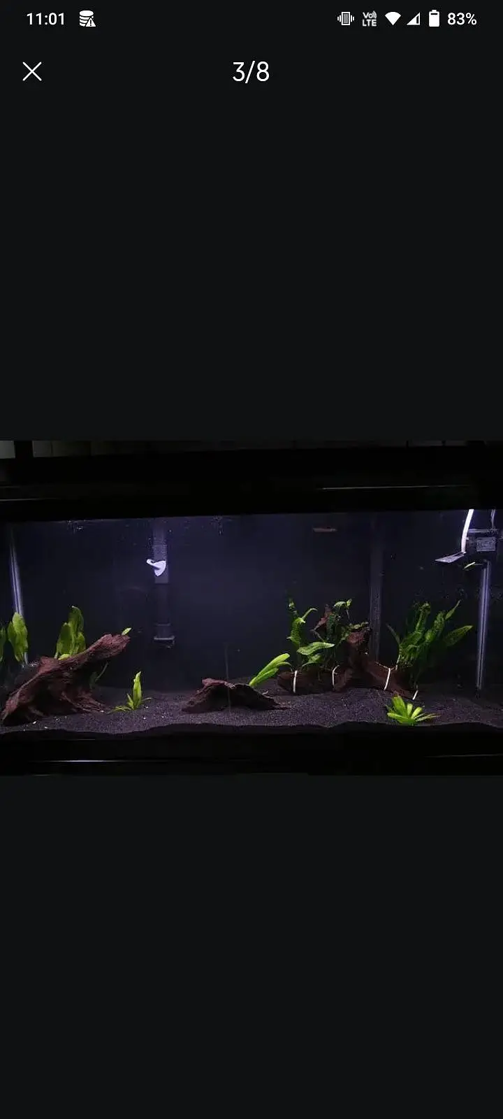 aquarium sand, plants, planted soil, shrimps, fishes at wholesale rate — photo 9