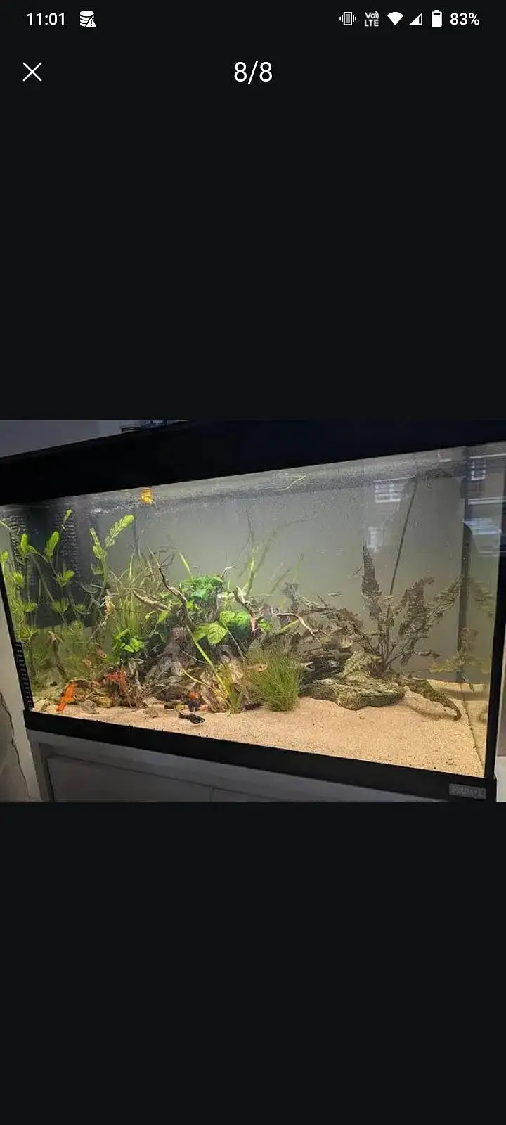 aquarium sand, plants, planted soil, shrimps, fishes at wholesale rate — photo 10