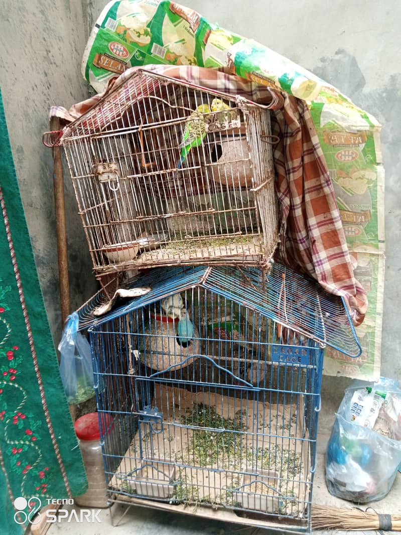 بجریگر 2 پکے جوڑے + 2 بچے + 2 پنجرے فروخت کے لیے 2