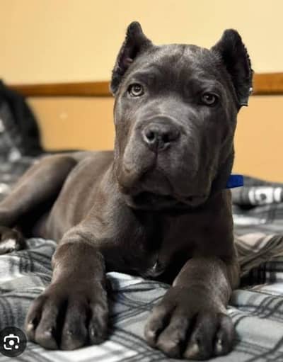padigree Cane Corso Puppies | Imported Quality dog
