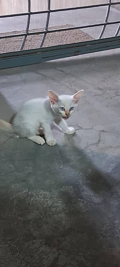 Persion cat
