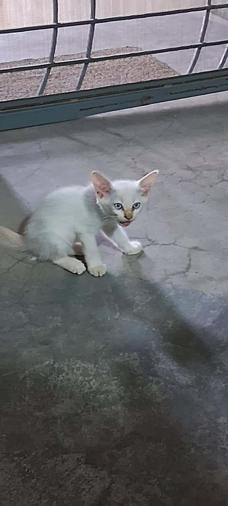 Persion cat 0
