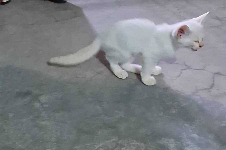 Persion cat 1
