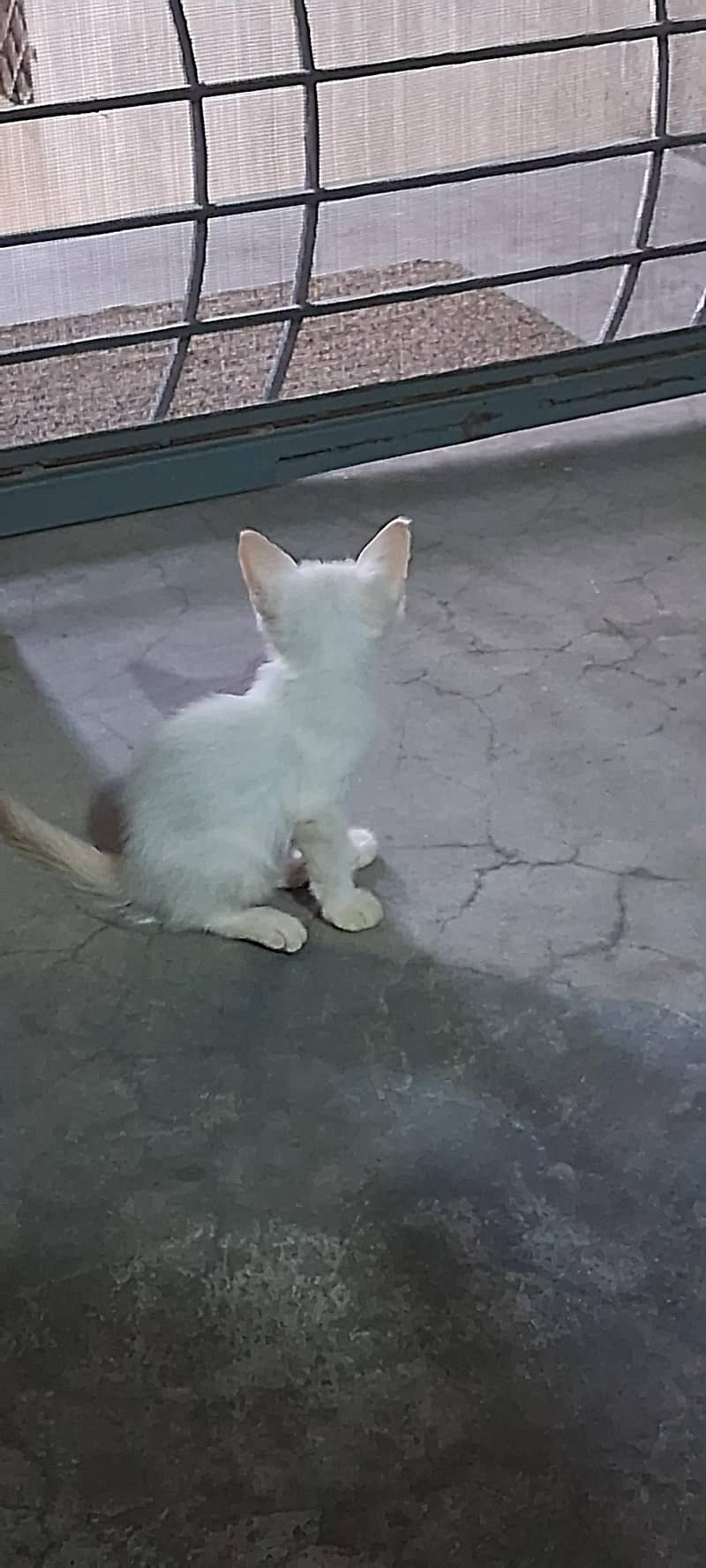 Persion cat 2