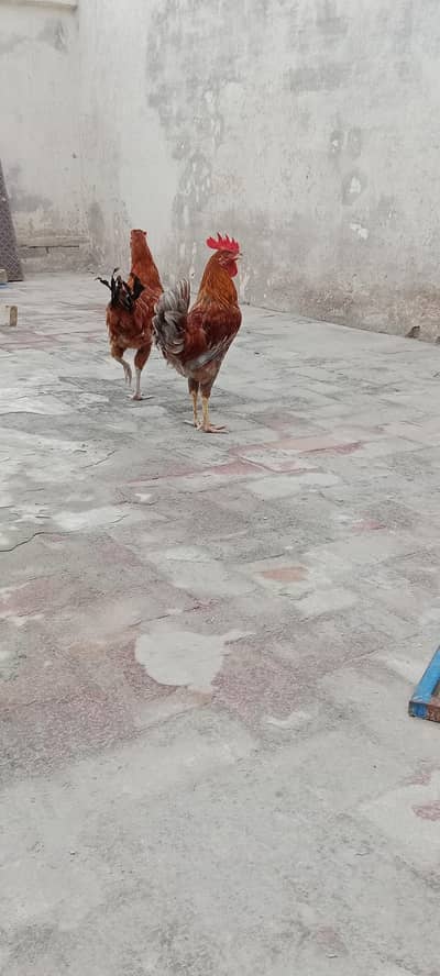 murga