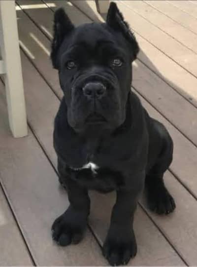 padigree Cane Corso Puppies | Imported Quality dog