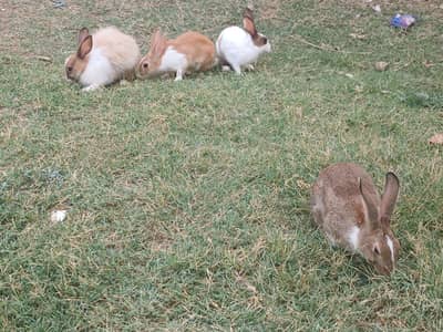 rabits top of the line