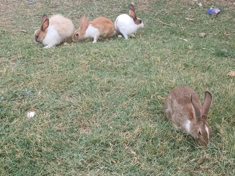 rabits top of the line