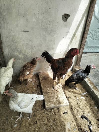 Aseel murga aur murgi 03372024515