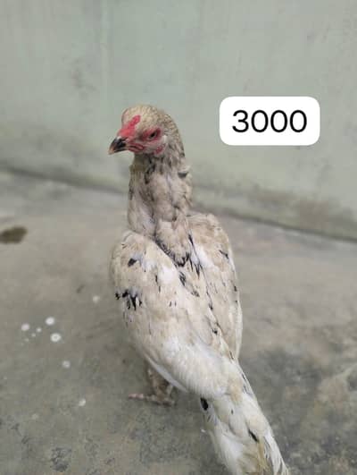 Aseel  murgi 03372024515