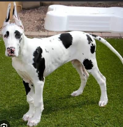 Pure Great Dane Puppies | 2 Months | Premium Quality