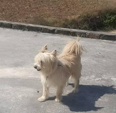 Russian male Dog