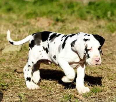 Pure Great Dane Puppies | 2 Months | Premium Quality