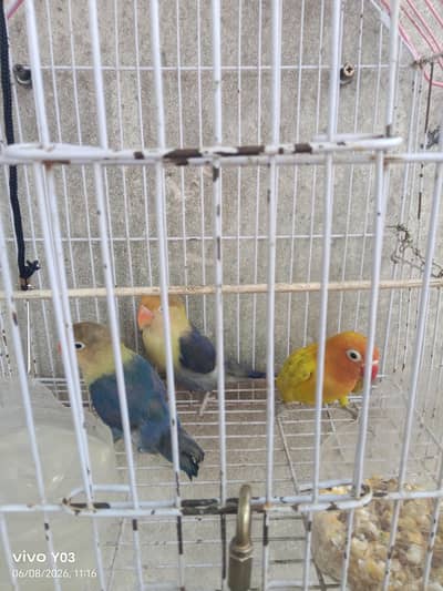 Multan mein royal orchard Argent for sale