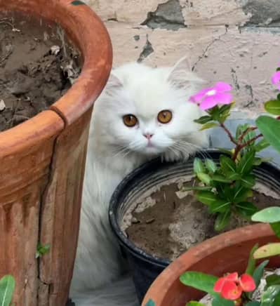 Litter Trained Kittens for sale
