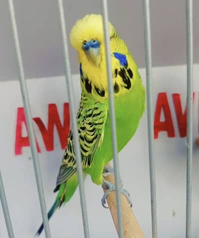 Exhibition Hogoromo Budgies