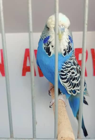 Exhibition Hogoromo Budgies