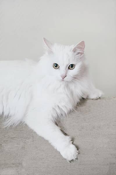 Persian cat