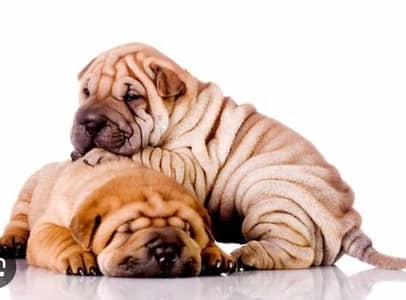 Pure Shar Pei Puppies | Premium Quality _shar pao Dog