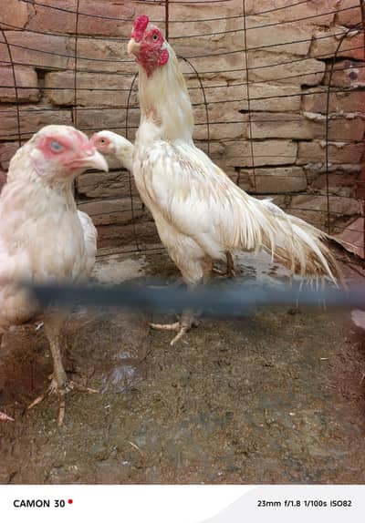 heera aseel for sale (03270098388) sgd 29 block