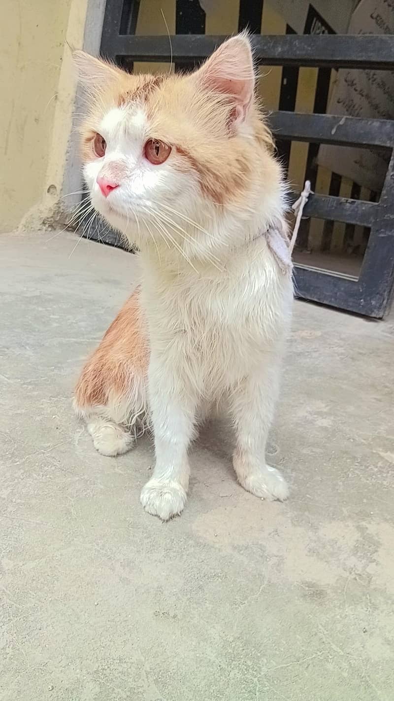  cat 0