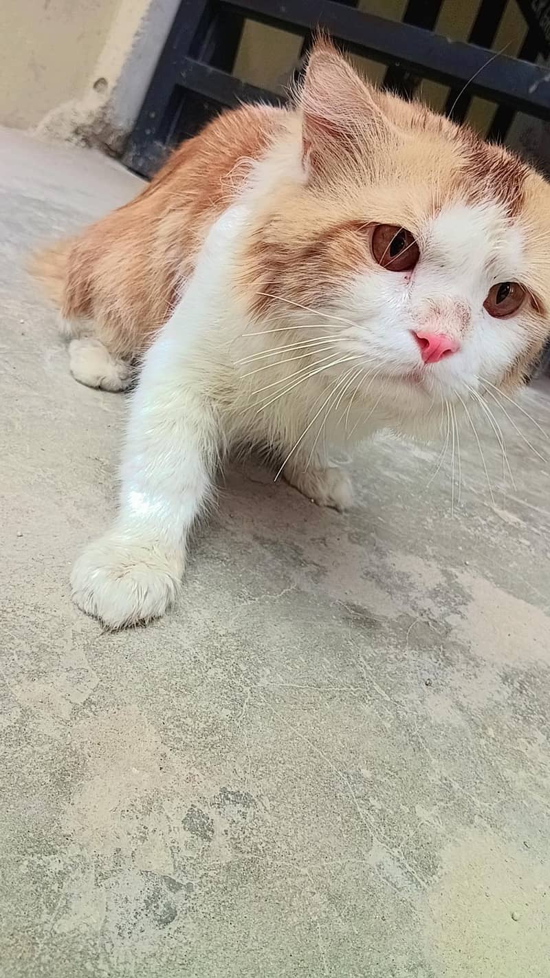  cat 1
