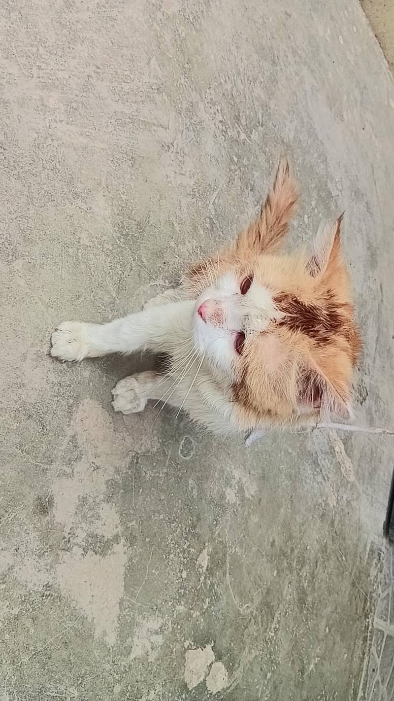  cat 2