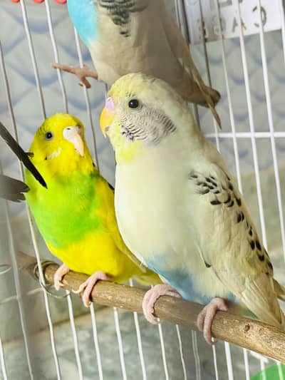 Australian parrot for sale 2 pairs