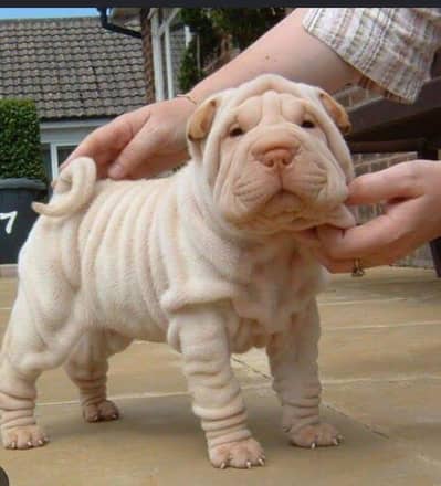 Pure Shar Pei Puppies | Premium Quality _shar pao Dog