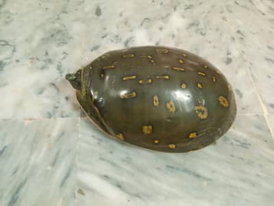 Adult turtle