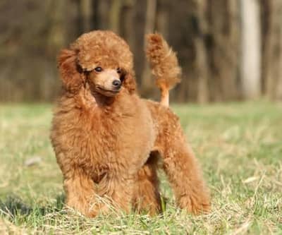 Pure Miniature Poodle Puppies | Premium Quality _imported Dog