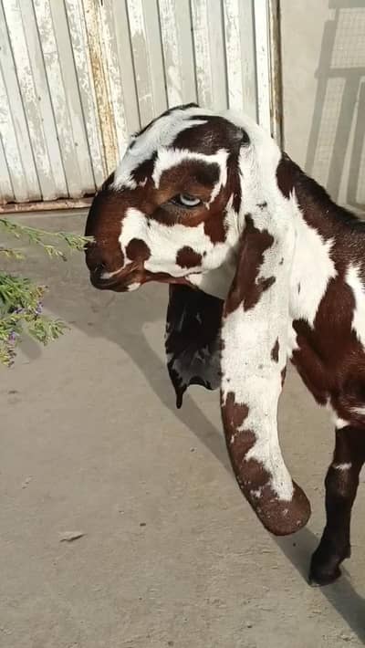 Beautiful Male Goat Kid 3 Months Old Healthy & Active/ 03369794037