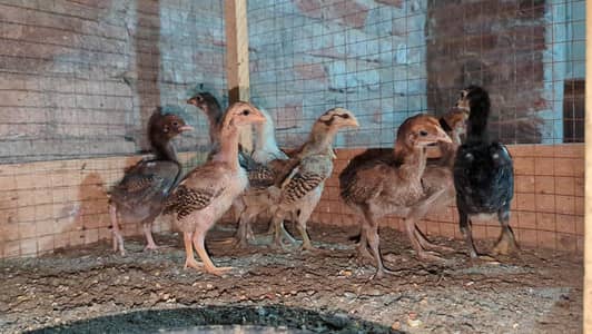 Pure burmi chicks