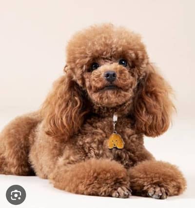 Pure Miniature Poodle Puppies | Premium Quality _imported Dog