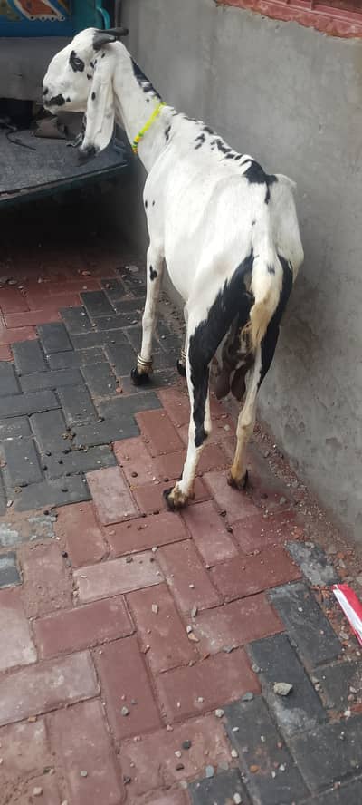 desi bakri for sale