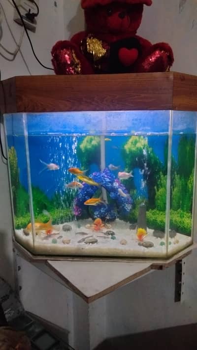 fish aquarium for sale 03014616692