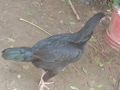 black aseel