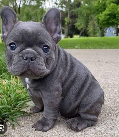 Pure French Bulldog Puppies | Premium Quality _imported Dog