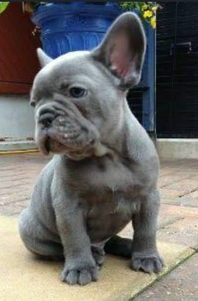 Pure French Bulldog Puppies | Premium Quality _imported Dog