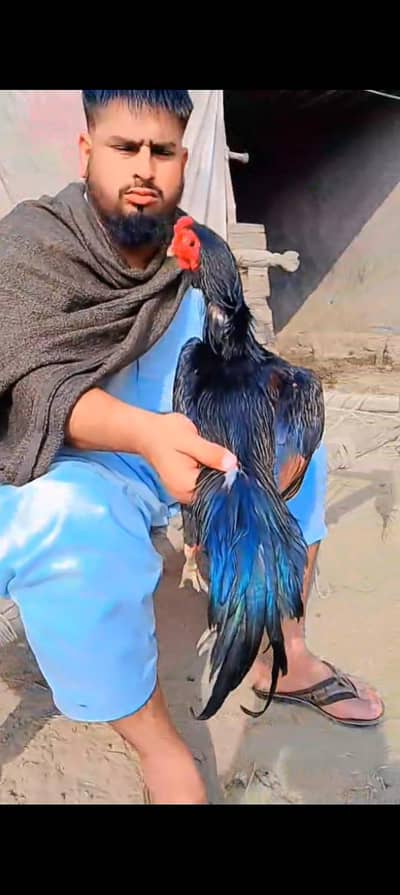 Aseel murga