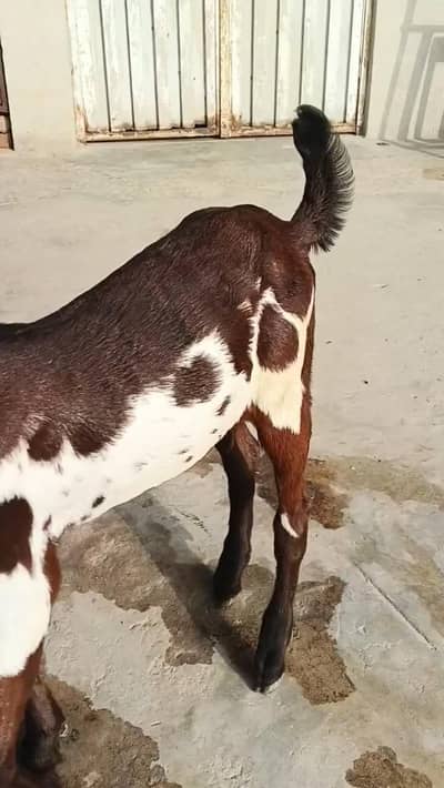 Beautiful Male Goat Kid 3 Months Old Healthy & Active/ 03369794037